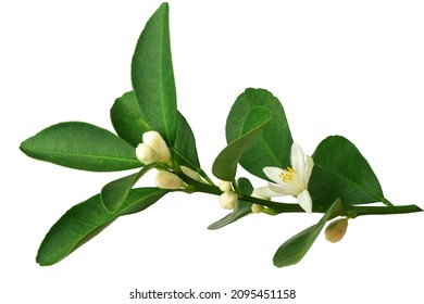 a branch of an orange or tangerine tree with fruits and flowers, isolated on a white background - Shutterstock ID 2095451158