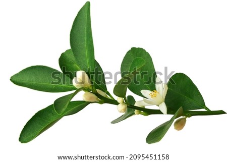 a branch of an orange or tangerine tree with fruits and flowers, isolated on a white background
