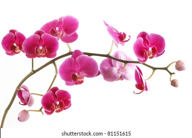 The branch of orchids on a white background