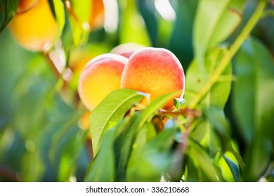 Branch Of Peach Tree Close Up