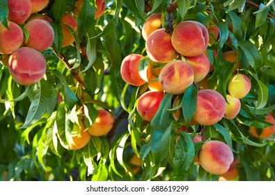 Branch Of Peach Tree In Closeup