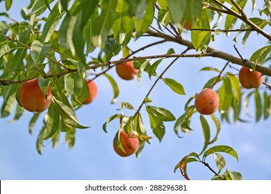 Tree Ripe Fruit / Ripe Fruit Farm Growth Season Plum Nature Food Aliment Closeup Tree Ripe Fruit Stock Photo Alamy : Cherries will not ripen once removed from the tree, so be patient.