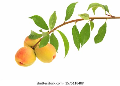 Branch of peaches isolated on white background