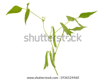 Branch of Phaseolus vulgaris, pod with leaves  isolated on white background