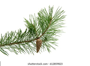 Branch of pine with cones isolated on white background