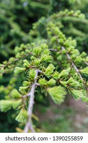 branch pine tree in close up view