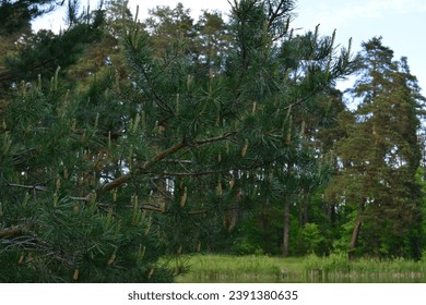 branch of pine tree with cones in the forest   