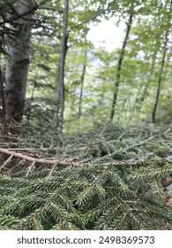 A branch of a pine tree in the forest