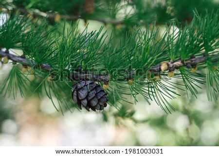 Branch of Pine Tree with needles and Pine Cone. Pine tree branch with cones in spring. Background with green needles and pinecone. Close-up of pine branches with green pinecone. Soft focus