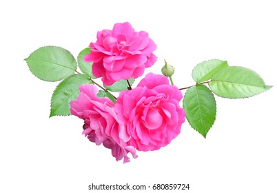 Branch Of Pink Climbing Roses With Leaves Isolated On White Background With Clipping Path.