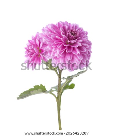 Branch with pink flowers of Chrysanthemums isolated on white background. Selective focus