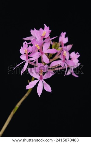 branch pink orchid with stem closeup on black background