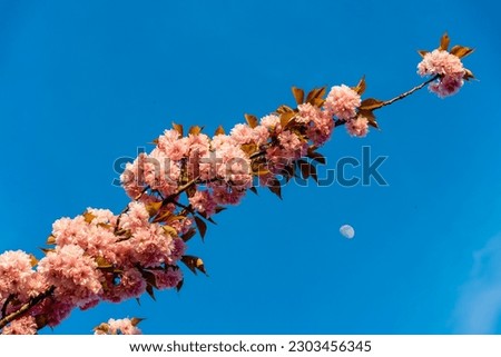A branch of pink sakura flowers with a crescent moon in the background, a clear spring sunny day, a cherry tree, the moon on a blue sky, nature futurism, cherry blossoms, on a blue background