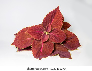 A Branch of Plectranthus scutellarioides, coleus or Miyana or Miana leaves or Coleus Scutellaricides, is a species of flowering plant in the family of Lamiaceae. traditional herbs remedies in Studio.
