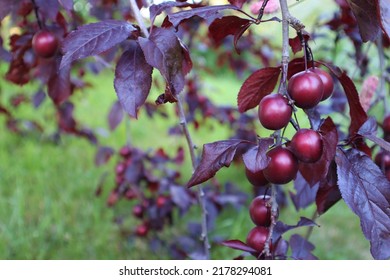 A Branch Of A Plum Tree Of A Deep Crimson Shade On A Background Of Green Grass.