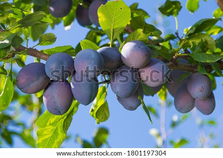 Branch of a plum tree, fruits detail