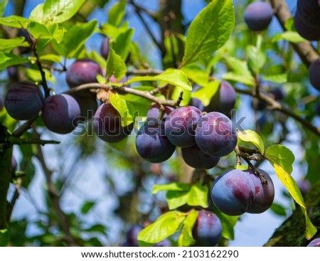 branch with plums.Ripe plums on a tree branch in the orchard.Plums growing on the tree