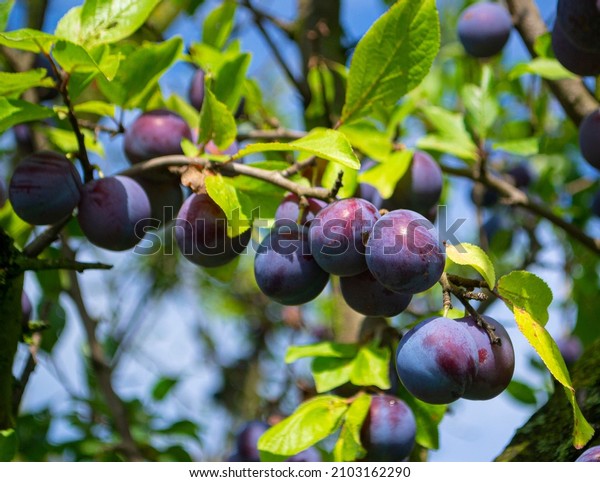 branch with plums.Ripe plums on a tree branch\
in the orchard.Plums growing on the\
tree