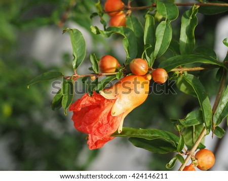 branch of pomegranate flower with small red ants hanging on tree nature background