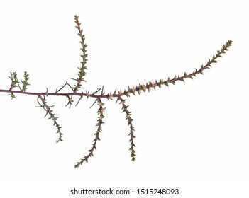 Branch Of Prickly Russian Thistle With Flowers. Salsola Kali Ssp. Tragus