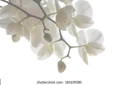 Branch Of Pure White Orchid On White Background