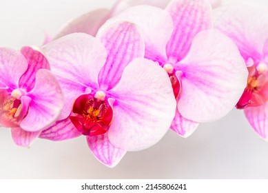 The branch of purple orchids on white fabric background
 - Shutterstock ID 2145806241