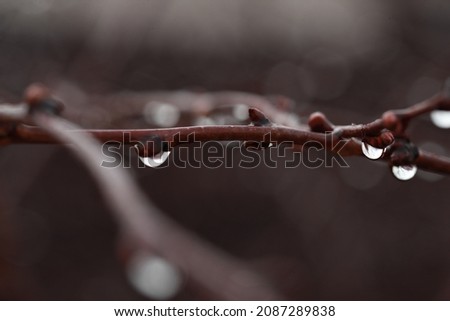 branch with raindrops, cold water