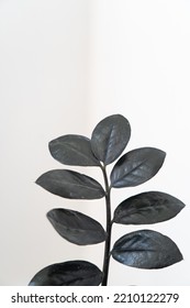 Branch From Raven Zz Plant With Black Leaves