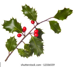 A Branch Of Real Holly, With Red Berries, Isolated On A White Background