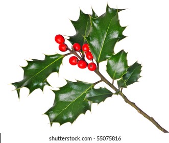 Holly hd image Holly Flower Hd Stock Images Shutterstock