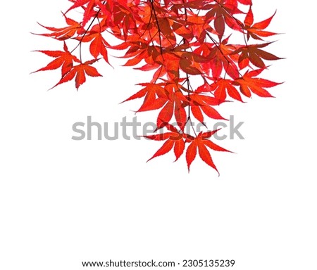 Branch with  red autumn leaves  isolated on white background.   Acer palmatum (Japanese maple). Selective focus. 