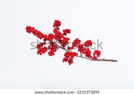 A branch of red berries of Meadow holly (Ilex decidua). Branch of fresh red ilex verticillata, winterberry on a white background. Selective focus.