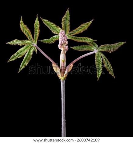 Branch of red buckeye tree (Aesculus pavia) in early spring, showing emerging leaves and flower bud in center.