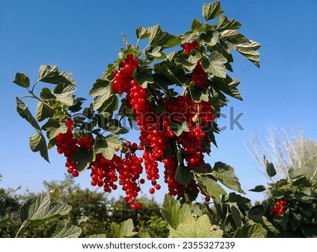 Branch of red currant (redcurrant, Ribes rubrum) bush with hanging many abundant ripe red berries in bunches hanging and lush green foliage in background of blue sky in orchard in summertime