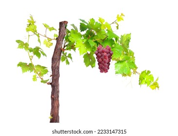 Branch Of Red Grapes Vine Leaves Isolated  - Shutterstock ID 2233147315