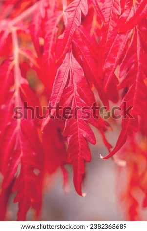  Branch with red leaves of Rhus typhina on a sunny autumn day. Ornamental plant. Autumn plant background. 