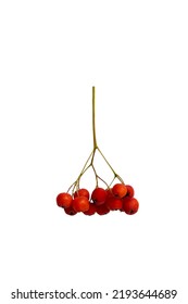 Branch Of Red Rowan Berry Isolated On White Background