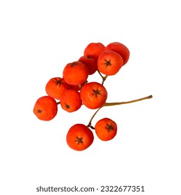 branch of red rowan berry isolated on white background