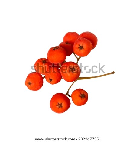 branch of red rowan berry isolated on white background