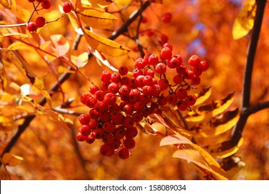 Branch Of Ripe Berries Mountain Ash Grows On A Tree