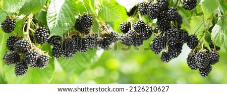 Branch of ripe blackberry in a garden on green background