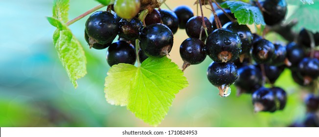 Branch of ripe blackcurrant berries hanging on the bush in a garden. Close-up. Selective focus on berries.