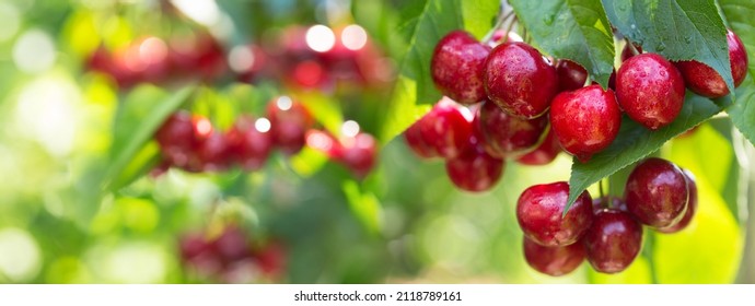 Branch of ripe cherries on a tree in a garden - Shutterstock ID 2118789161