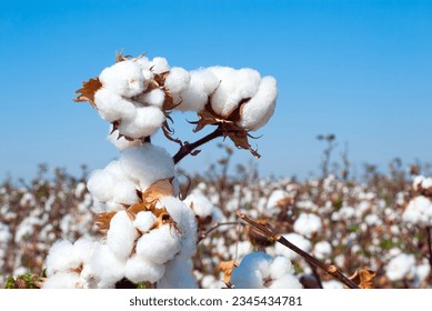 Branch of ripe cotton on the cotton field