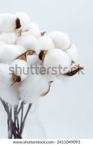 Branch of ripe cotton in vase stock photo