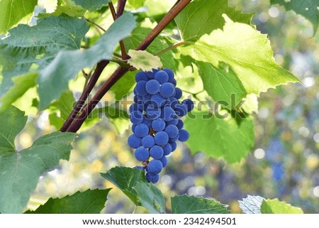 Branch of ripe grapes on the background of a vineyard and fresh leaves in a sunny garden.
