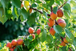 Branch With Ripe Juicy Apricots On Tree