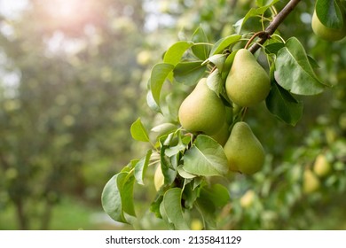 Branch of ripe organic cultivar of pears close-up in the summer garden - Shutterstock ID 2135841129
