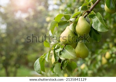 Branch of ripe organic cultivar of pears close-up in the summer garden