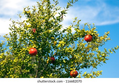 Branch with ripe pomegranate
